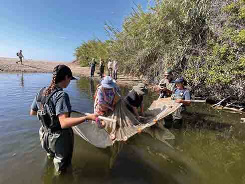 Jada Gaines, left, and Meagan Najera, far right, lift a net out of the water to count the tidewater gobies.