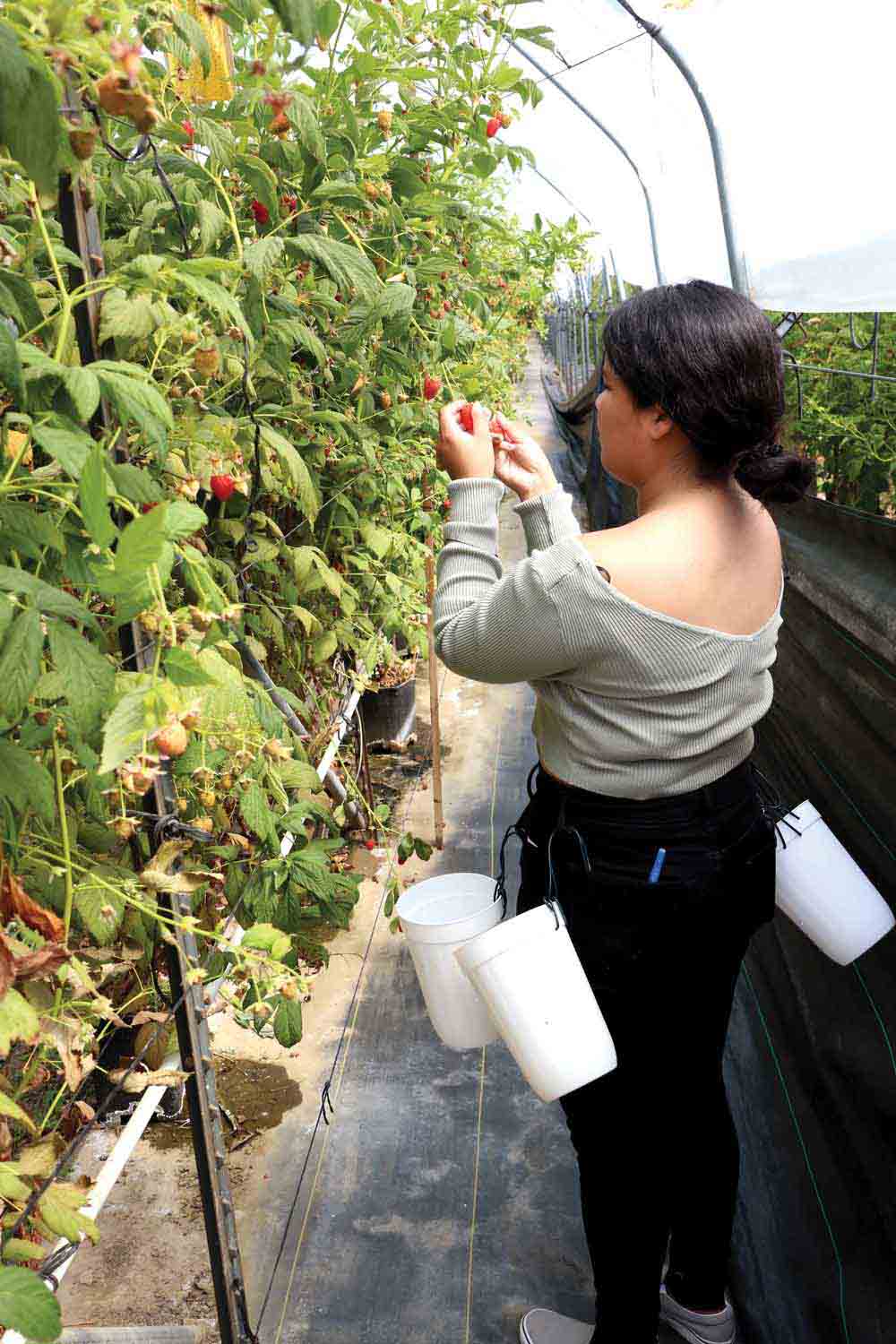  Vicky Ortega ‘23, B.A. Sociology, picks raspberries at Lennox Ranch