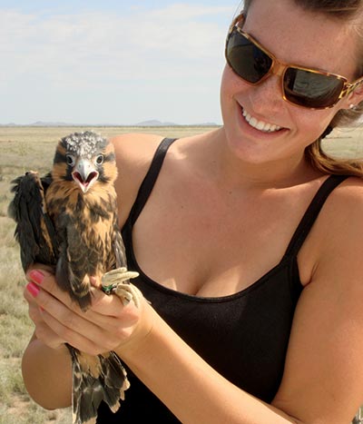 CSUCI Junior Alyssa Ervin holding an endangered Aplomado Falcon