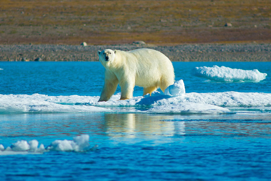 polar bear in the arctic