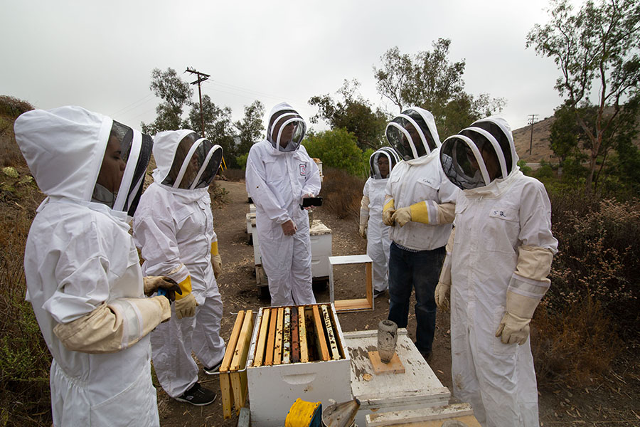 students and faculty in beekeeping suits tending to bees