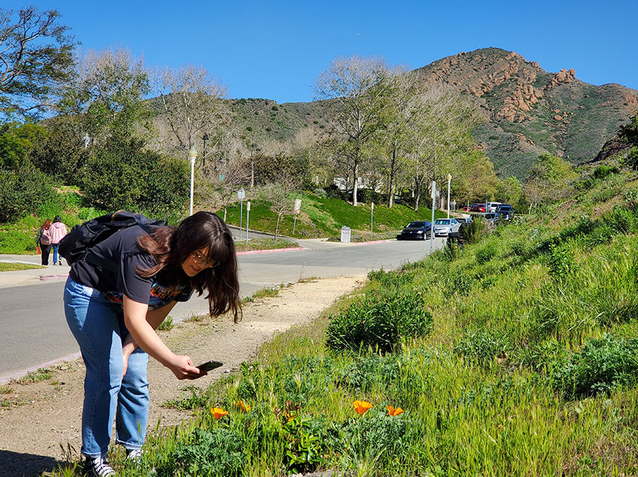 Student photographing flower plant