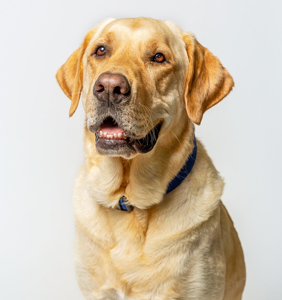 Doc - CSUCI therapy dog