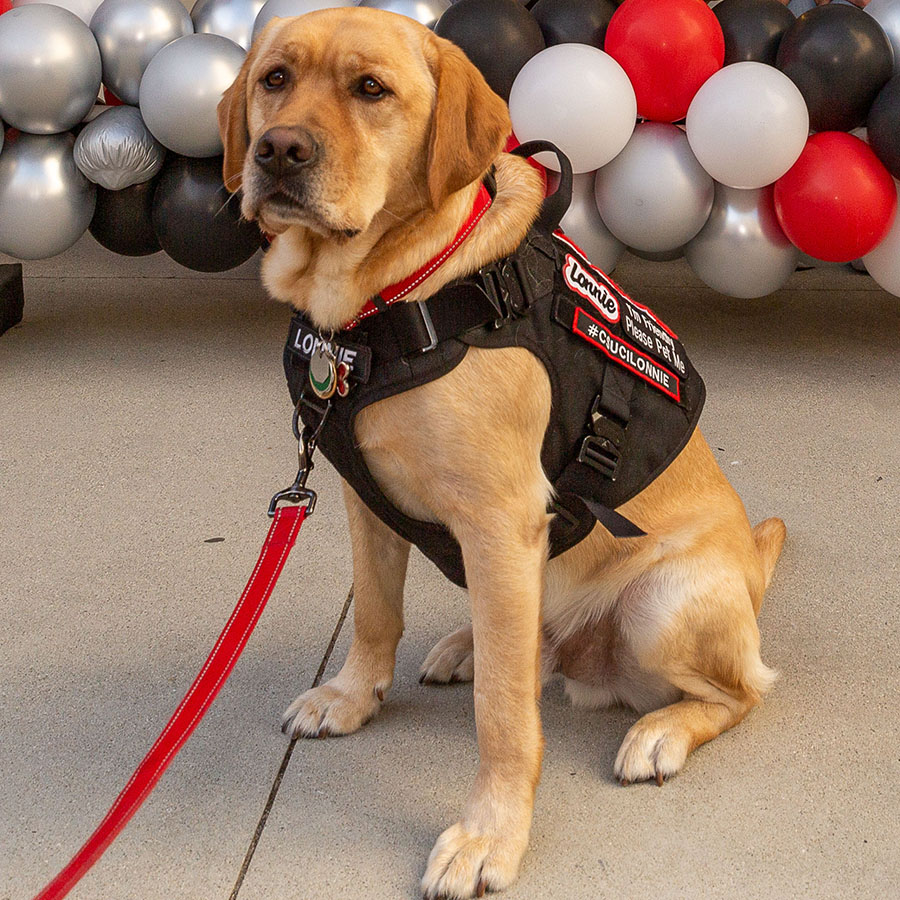 A photo of Lonnie, a CSUCI therapy dog