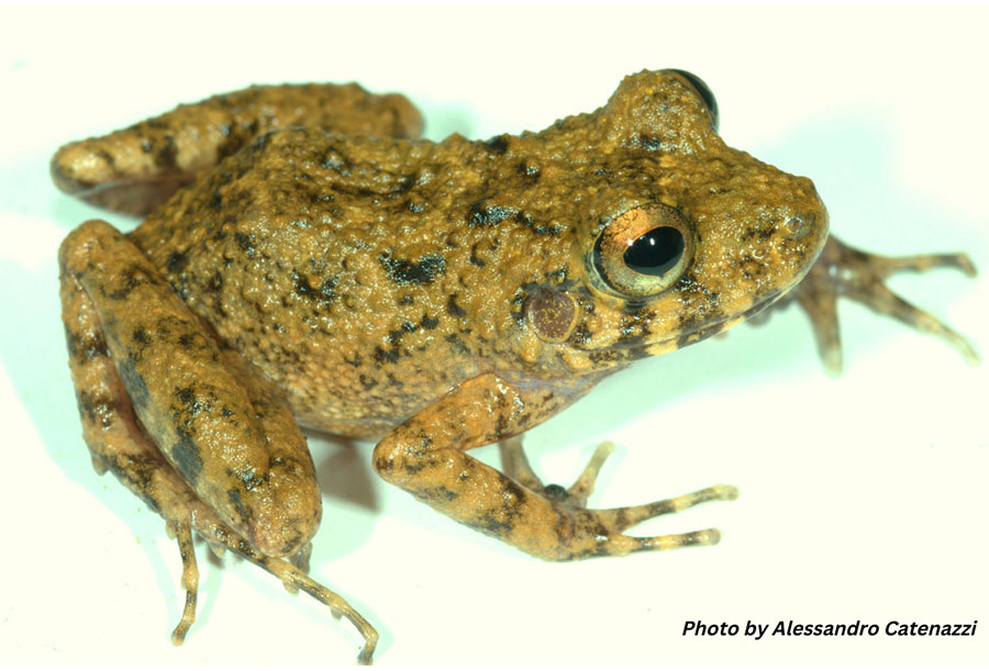 earless frog