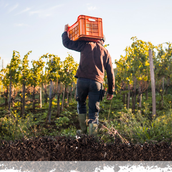 Photo of a farmworker carrying a crate
