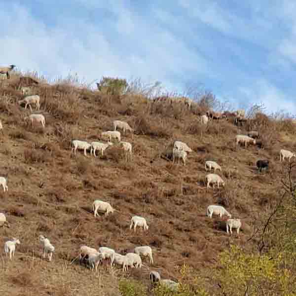 The photo shows goats eating dry brush on a hillside.