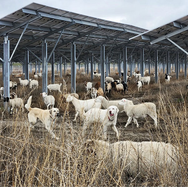 Goats graze in the solar field.