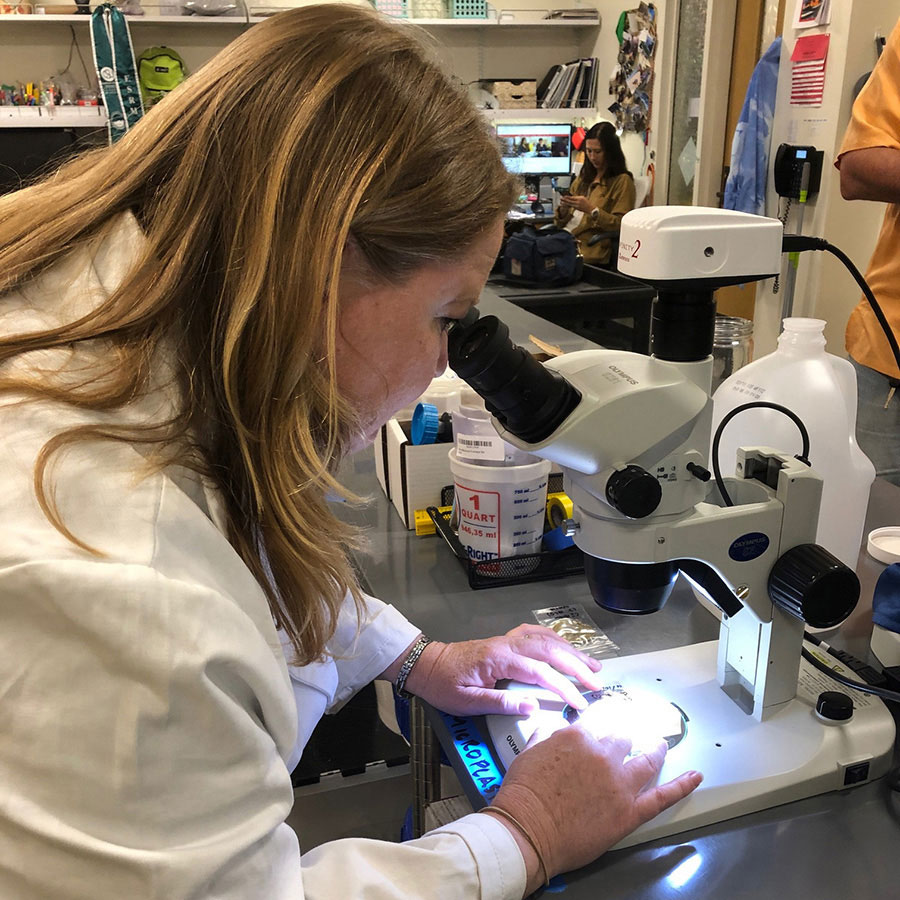 Photo shows a faculty member using a microscope.