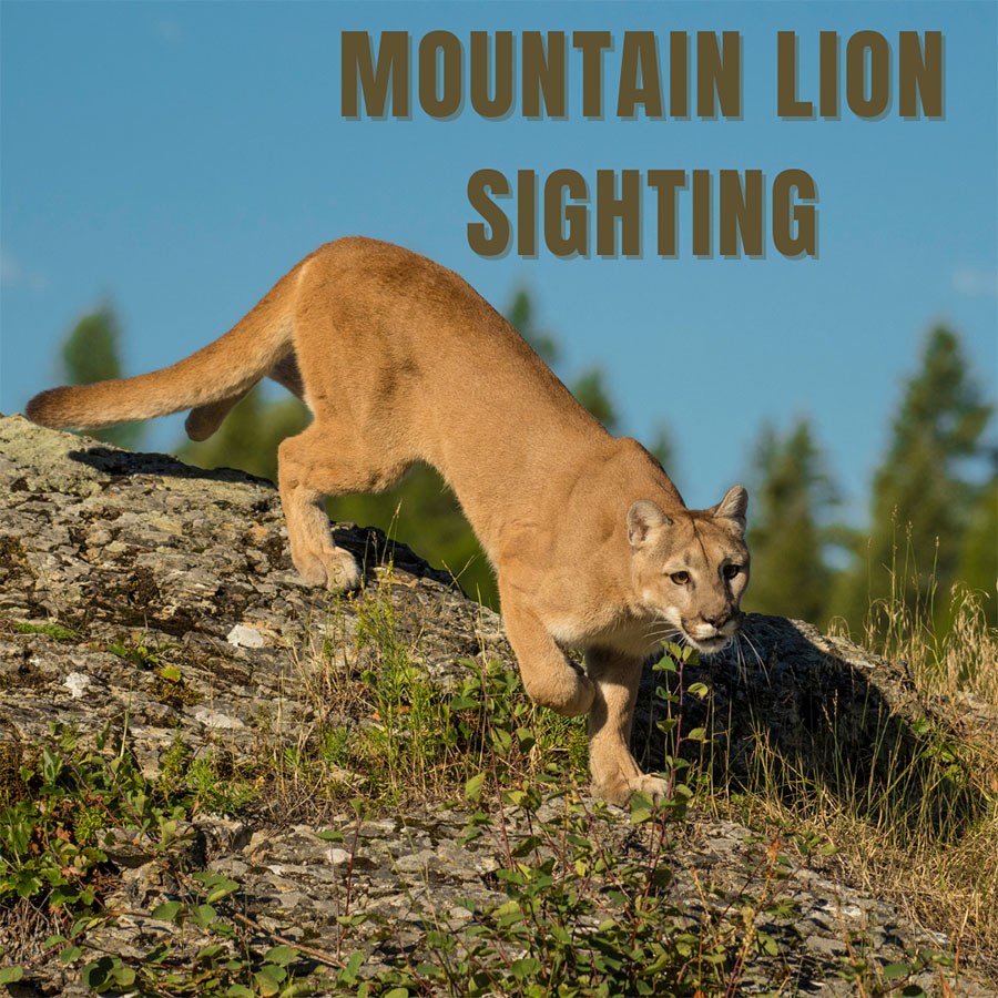 The photo shows a mountain lion walking down a hill.