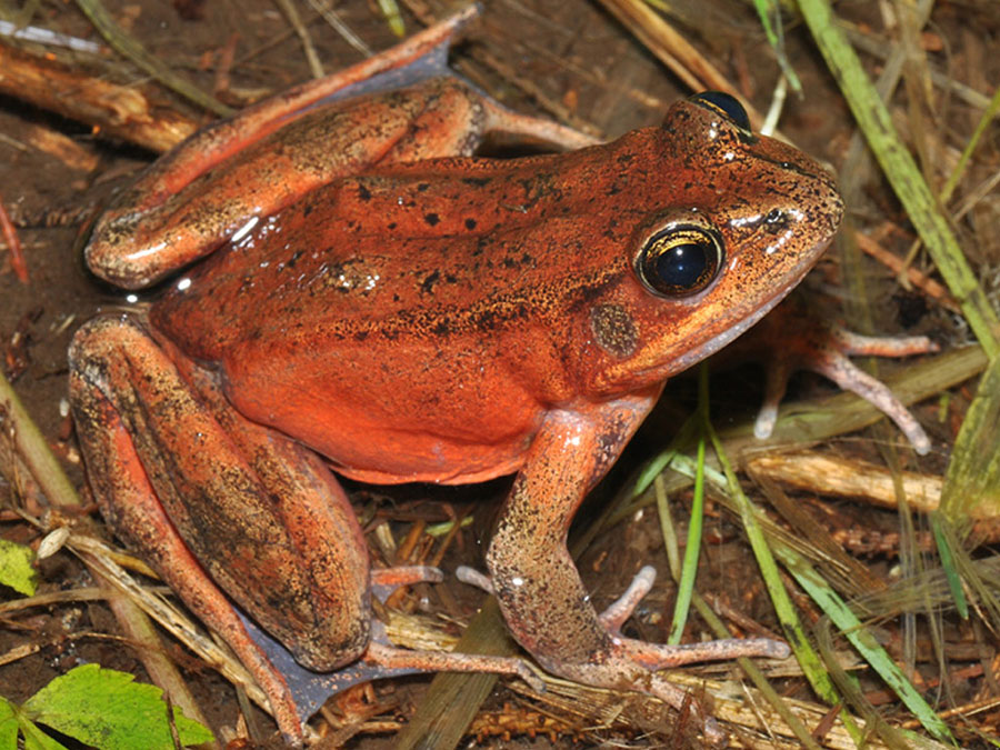 red-legged tree frog sits on mud and grass