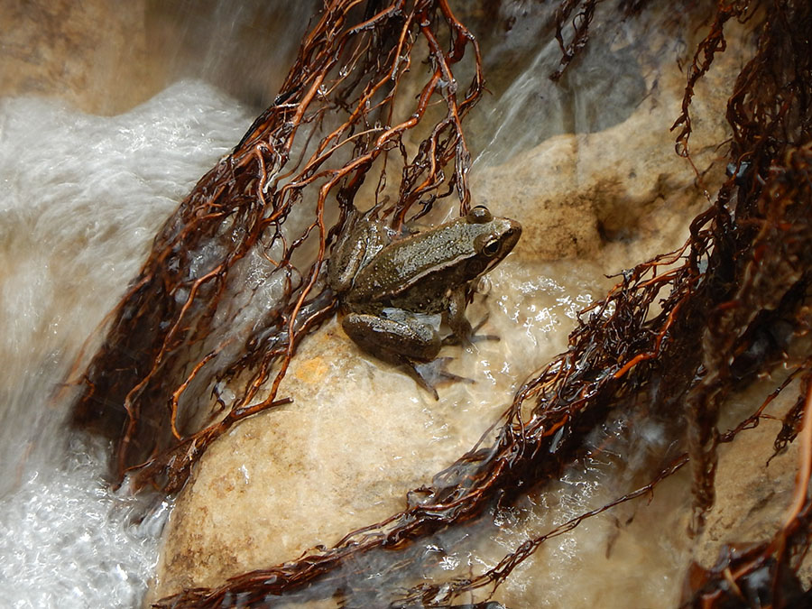 red-legged tree frog