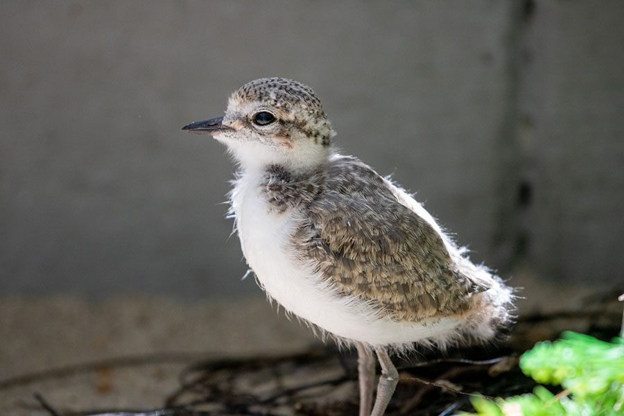 snowy plover bird