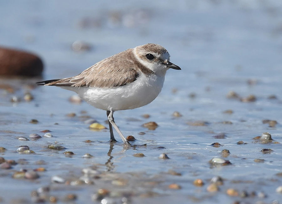 a snowy plover bird stands on the wet sand at a local beach