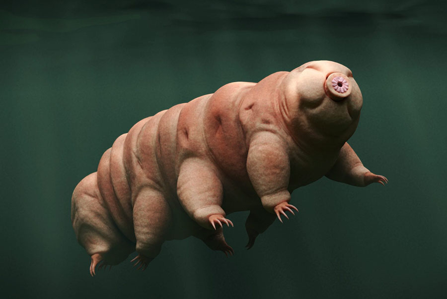 tardigrade organism