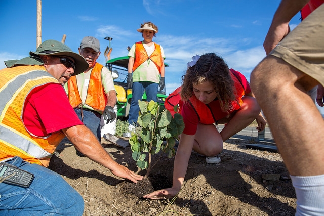 Tree Planting