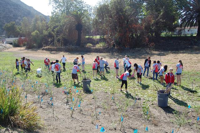 Tree Planting