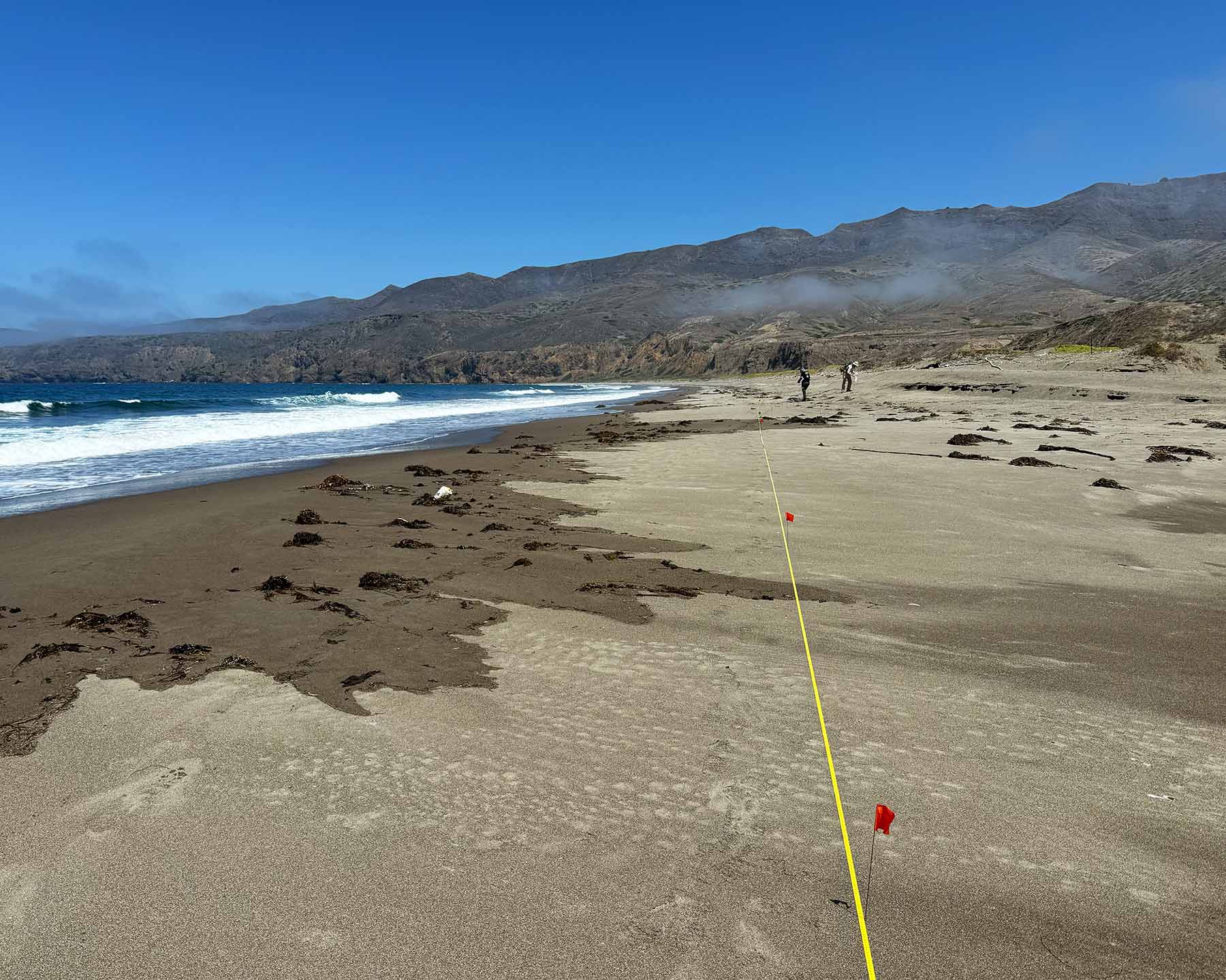 Transect tape laid out on the beach for a marine debris survey.