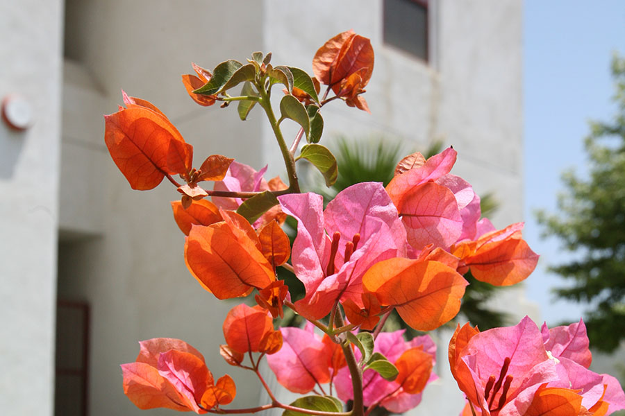 Pink and Orange Flowers