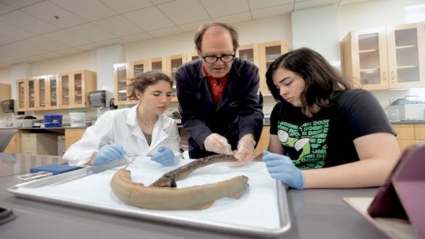 Professor showing specimen to students