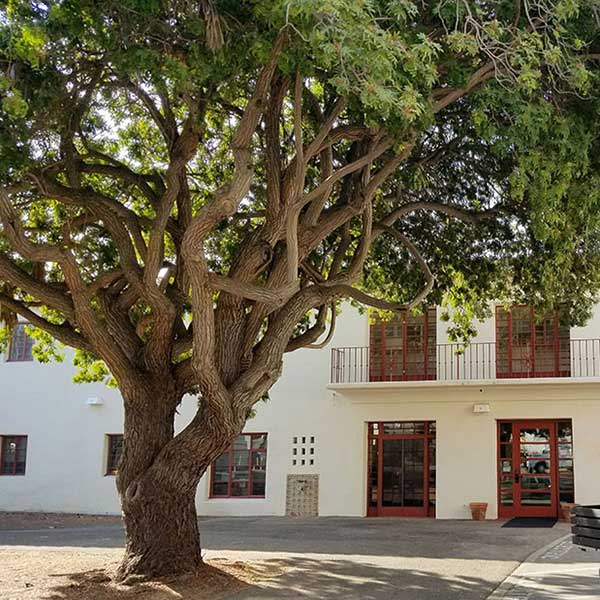 Tall tree with green leaves in front of a spanish style building on campus